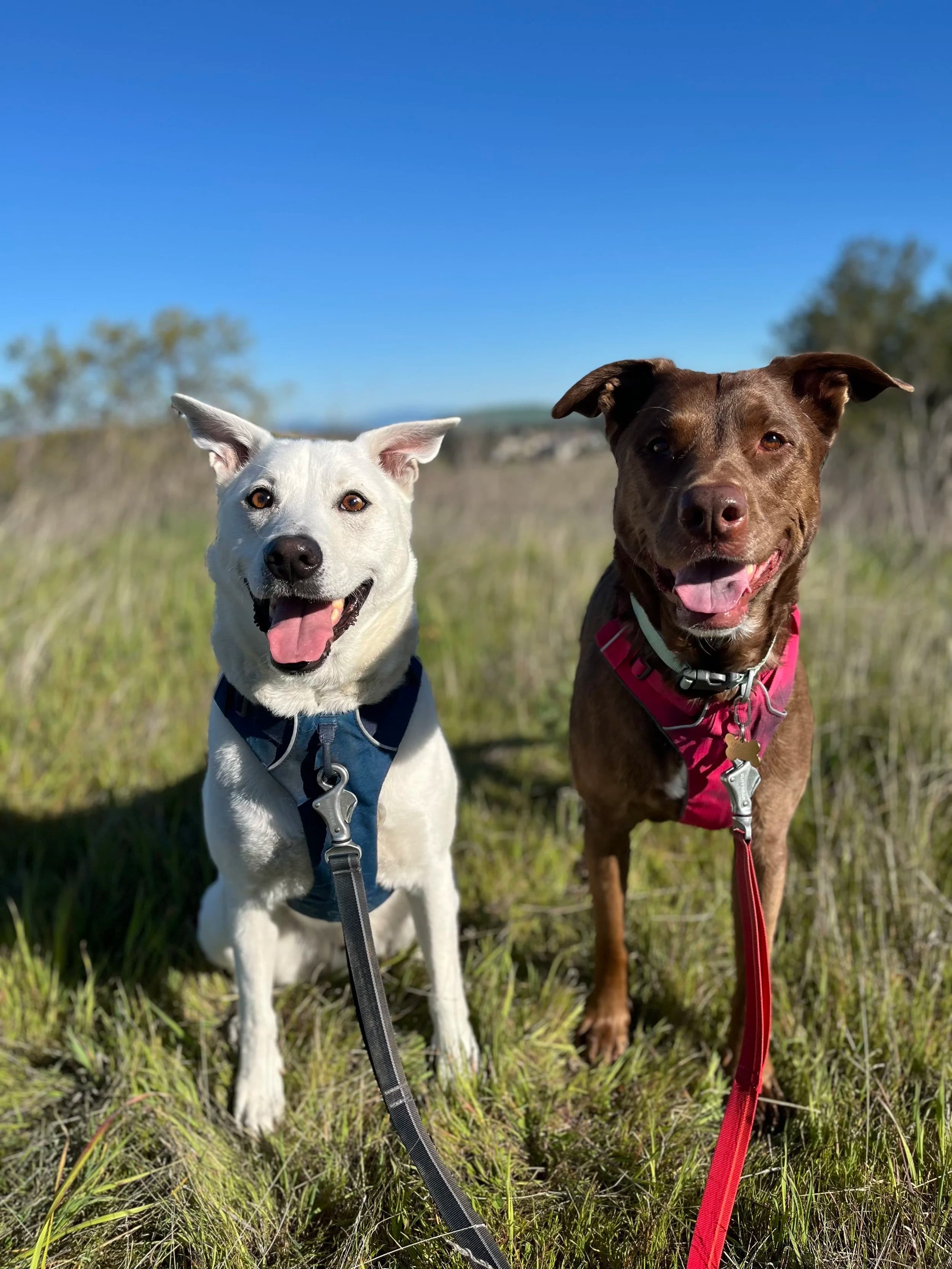 After Careful Consideration...